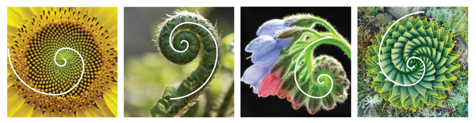 Cây và tỷ lệ vàng