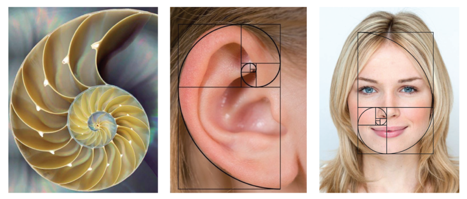 Tỷ lệ vàng trong tự nhiên